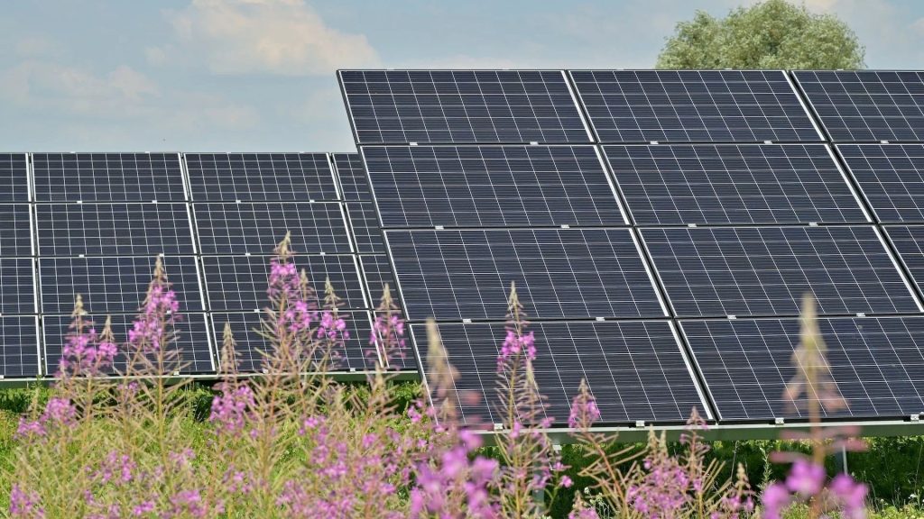 solar panels in a field